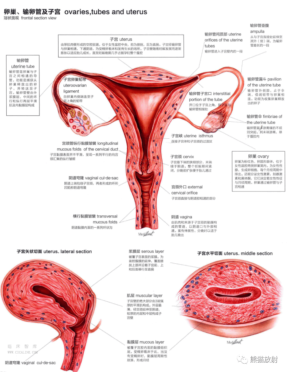 人体图谱丨泌尿系统生殖系统