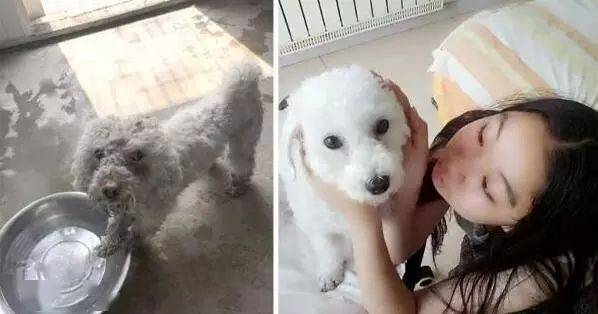 路上偶遇一隻長毛怪，剃毛後大家驚呆：它竟然如此美！ 萌趣萌寵 第16张