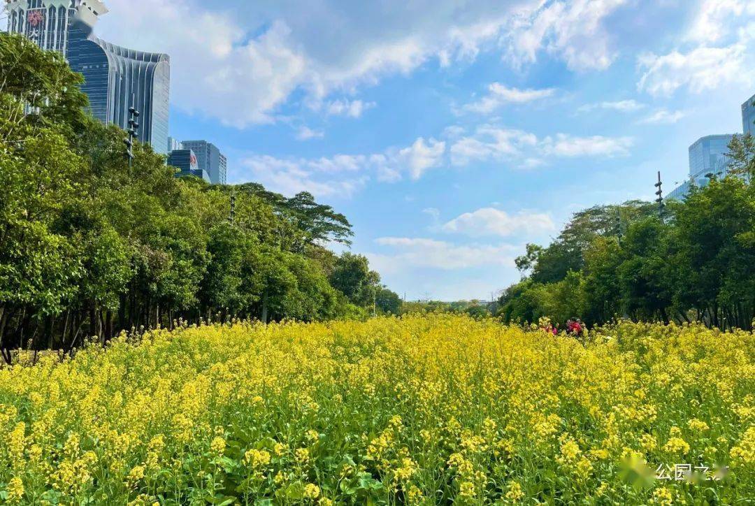 大多數免費深圳春節賞花好去處彙總鬱金香油菜花月季花櫻花全都有