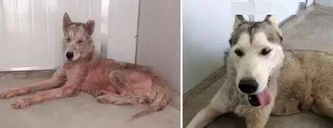 路上偶遇一隻長毛怪，剃毛後大家驚呆：它竟然如此美！ 萌趣萌寵 第18张
