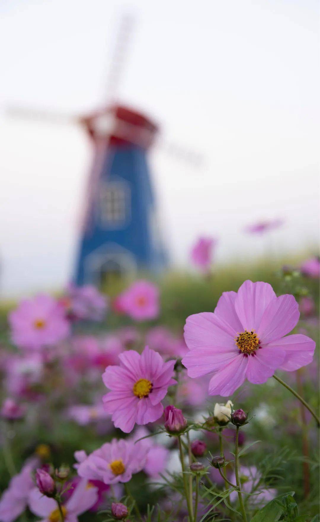 桥头七彩花田成市民新春假期打卡地