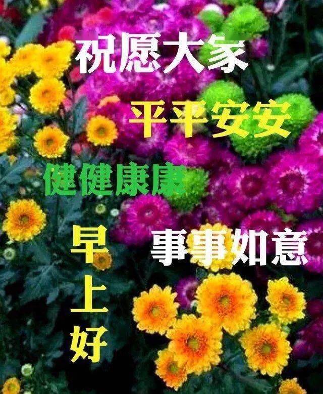 漂亮的春天鲜花早上好问候语图片,花开富贵,平安顺心!