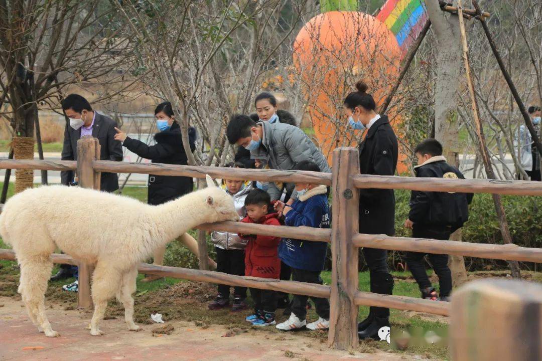 石城这个萌宠乐园太适合遛娃了