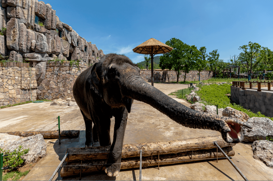 除此之外,还有灵长馆,长颈鹿馆鳄鱼池,袋鼠馆,鹦鹉馆……等你来打卡!