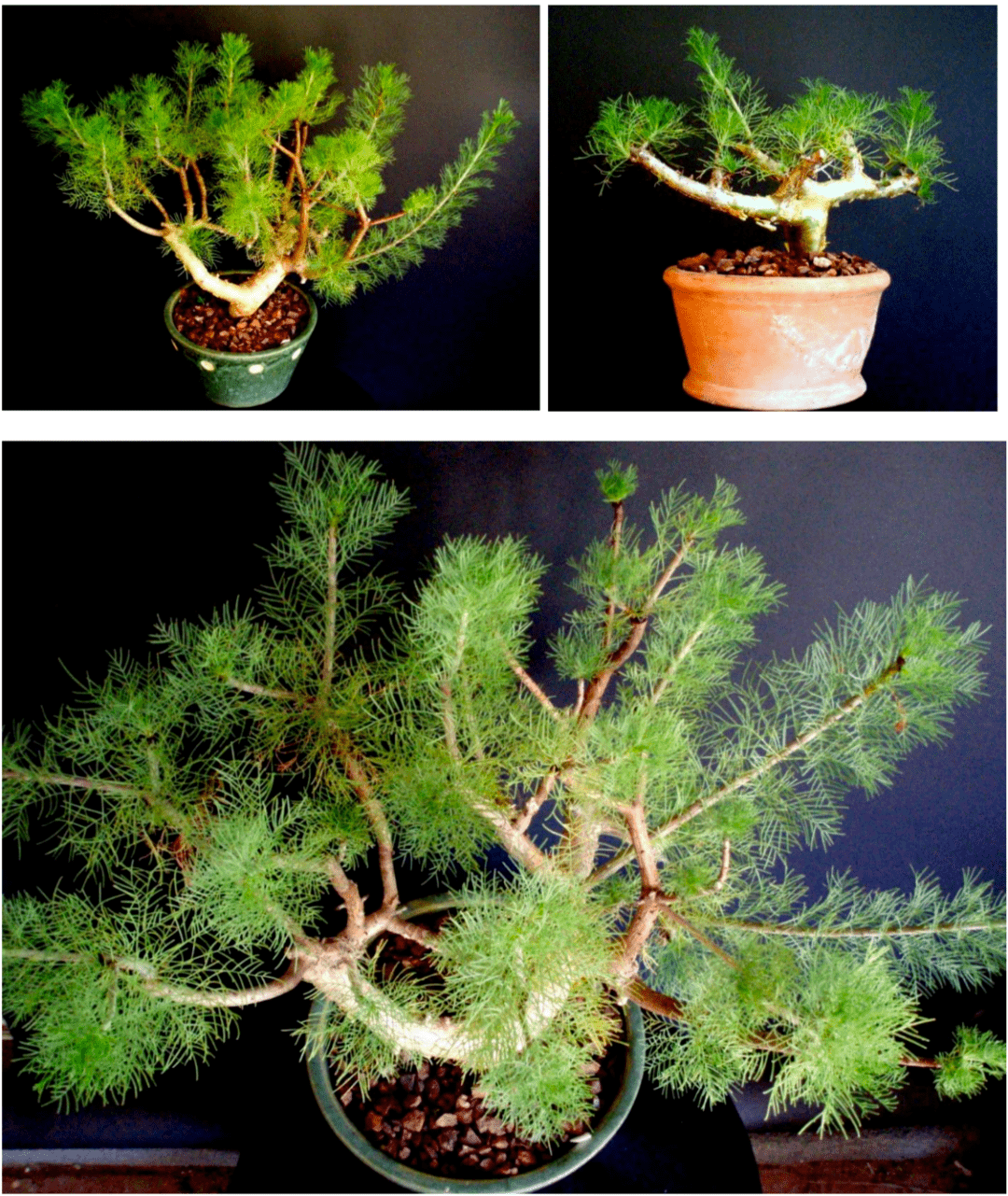 物种日历橄榄科没药属commiphorakraeuseliana针叶没药橄榄