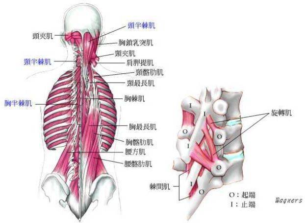 长肌有夹肌和骶棘肌(夹肌包括颈夹肌等),前者自项韧带和上位胸椎棘突