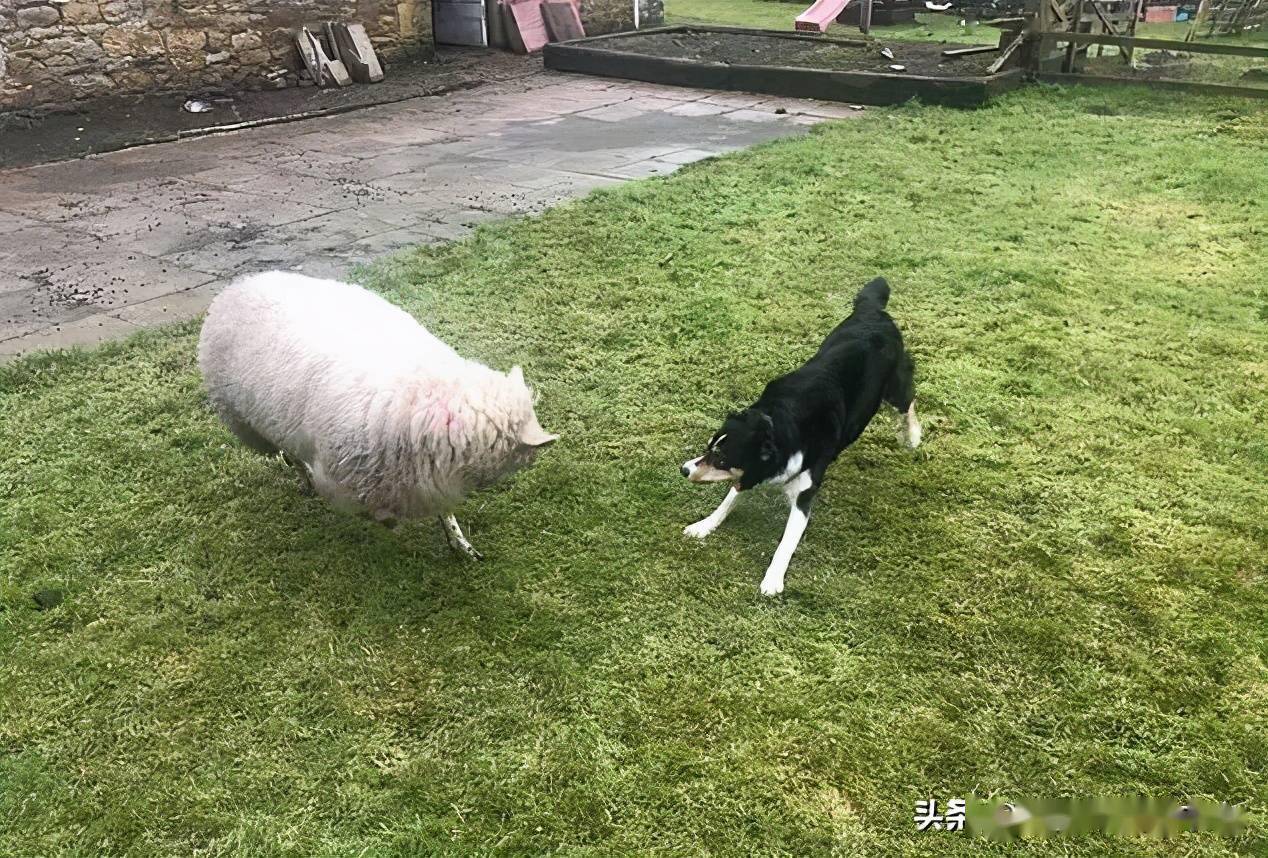 牧羊犬遭遇事业滑铁卢牧羊不成反而被羊追得到处乱窜