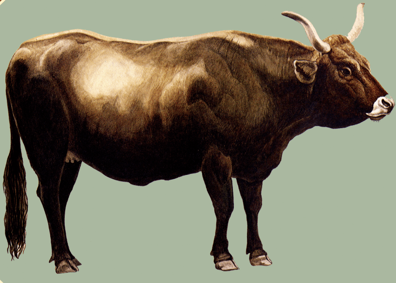 happy"牛"year——2021牛年生肖展(一)