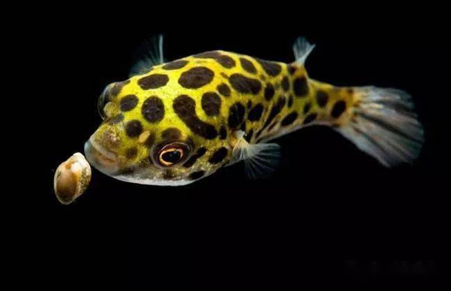 绿河豚好养活饲养时一定得具备这些东西