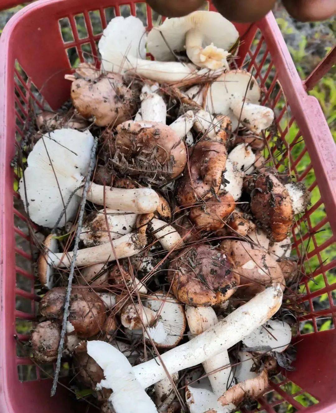 老铁们趁着春光正好赶紧约上家人回老家后山采蘑菇去哦还需要注意不要