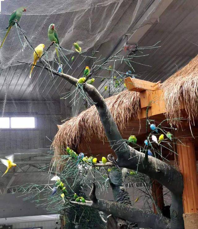 到北京最大的鹦鹉园里过大年