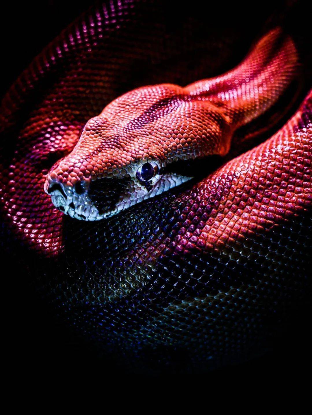 想为蛇洗个白蛇被邪恶的反派身份给定型啦