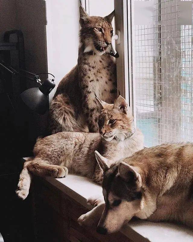 救了2隻山貓交給8隻大傻狗養，結果...這猛獸怎麼狗里狗氣的？ 萌趣萌寵 第28张