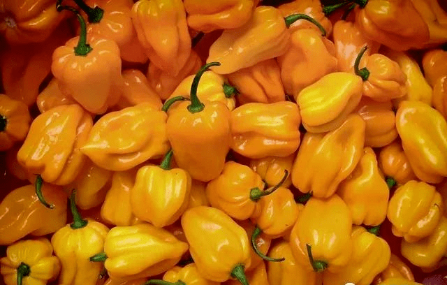 10元一斤亩产值高达5万中国辣椒之王原来是它