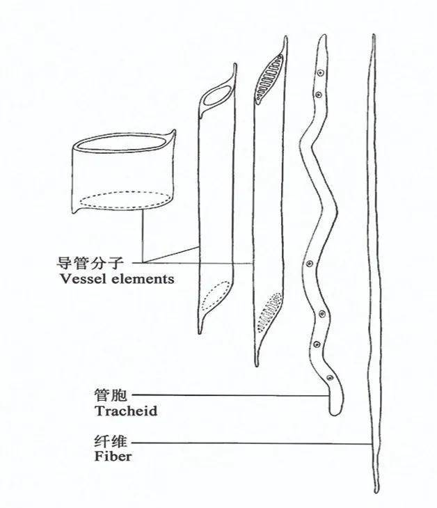 牛年细说牛毛纹