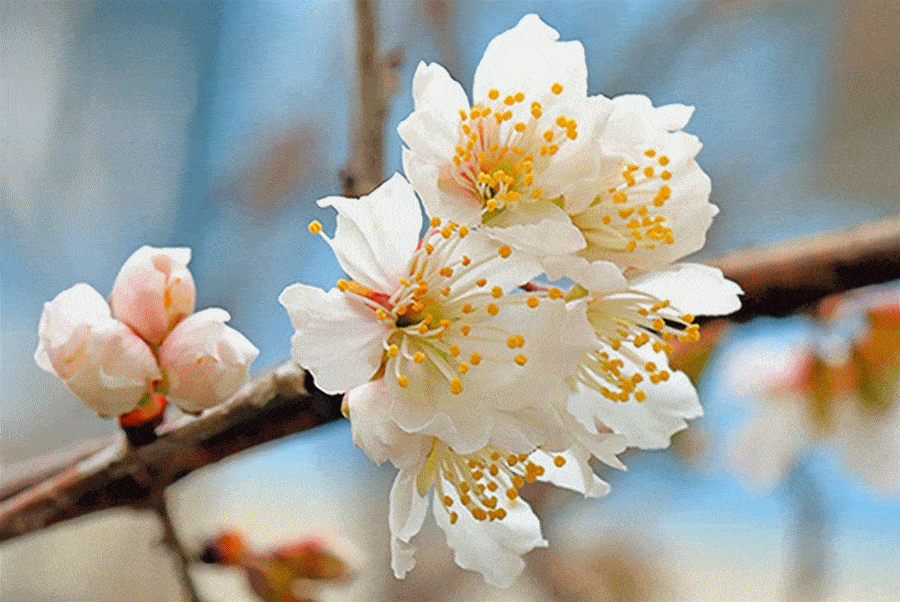 同心巧结香/摄于2月4日结香花墙角数枝梅,凌寒独自开/摄于1月29日梅花