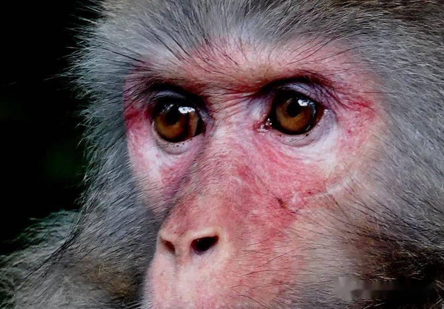 《猴眼金睛》《花瑶农家》《寂滩鹜影》《江上渔火映晩霞》《金秋牧歌