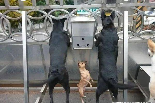 小米是什么品种狗 a3ce7cd2789b4d8fb8f735bb4a213326.jpeg