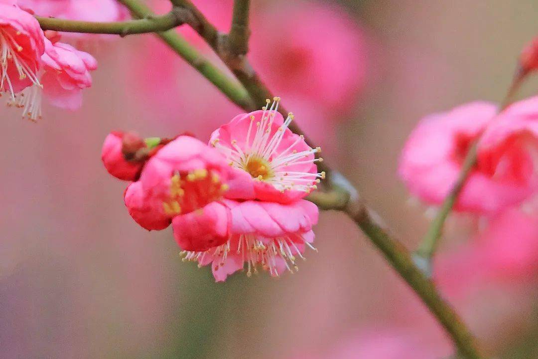 踏春简谱_踏春(2)