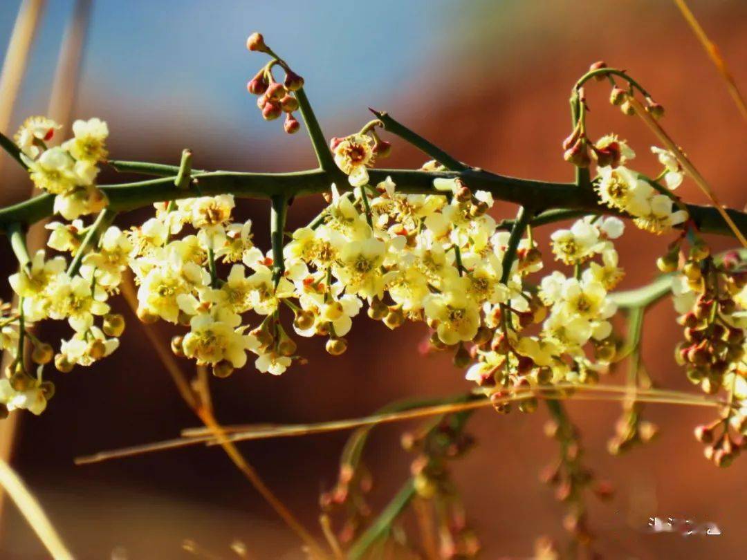 青刺尖花静静地开放在沘江的春天里