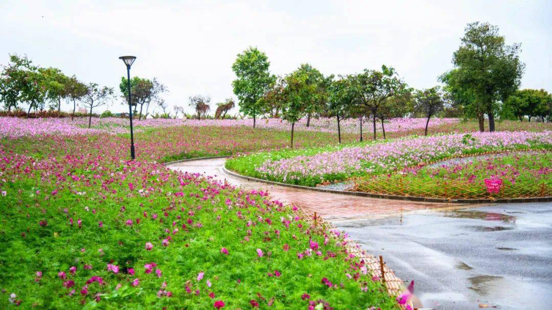 假期餘額不足張槎附近這些花海值得去走走