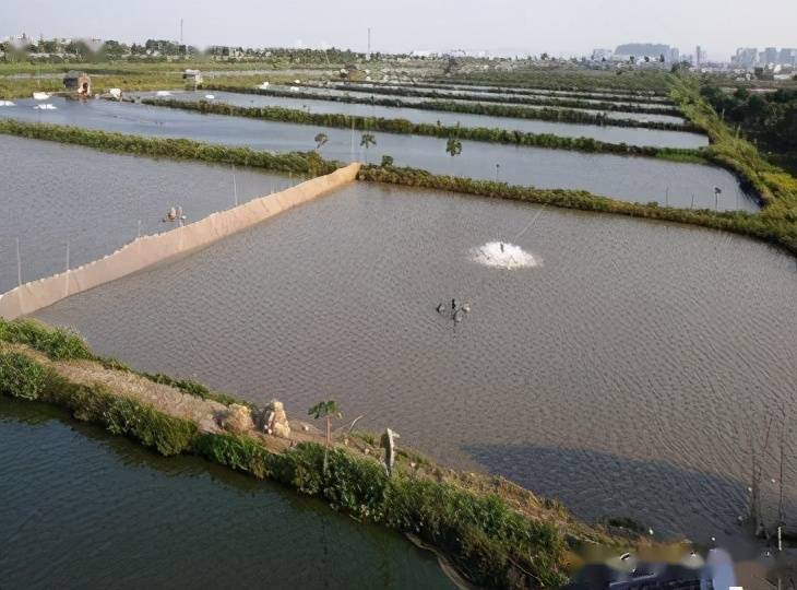 东升镇现代生态脆肉鲩养殖鱼塘(来源:中山市东升镇人民政府)中山脆肉