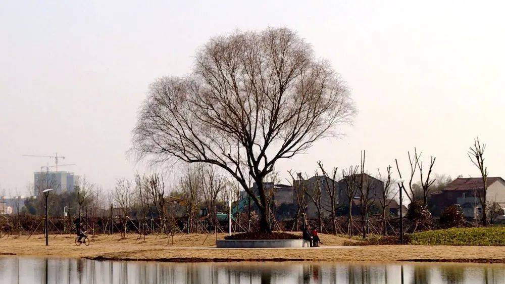 公安县这里将打造一条银杏街._池河