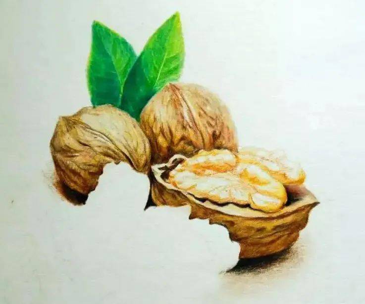彩铅教程 | 坚果之口齿生香的核桃 绘画步骤
