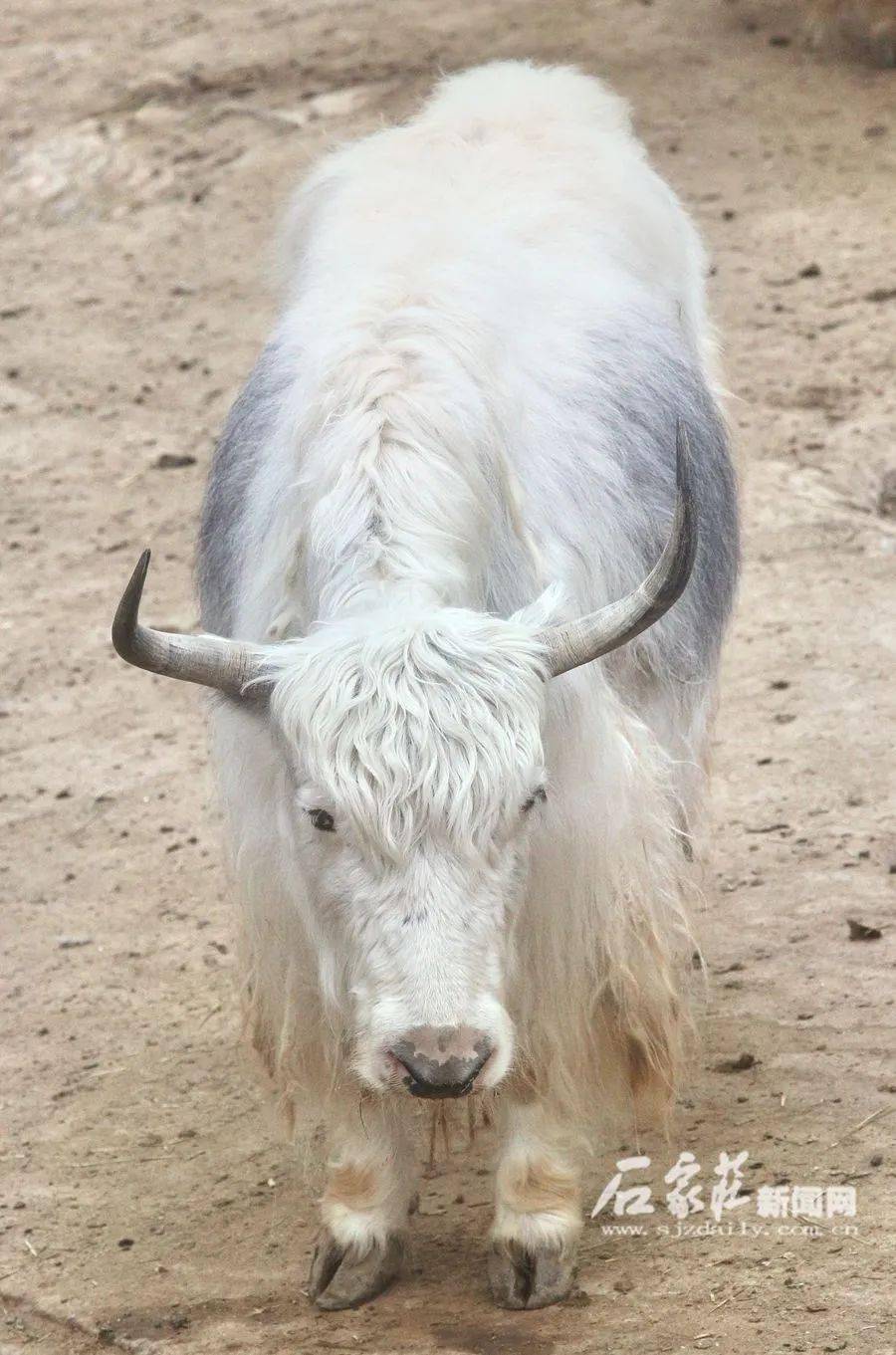 什么气冲天的成语动物_成语故事图片(3)