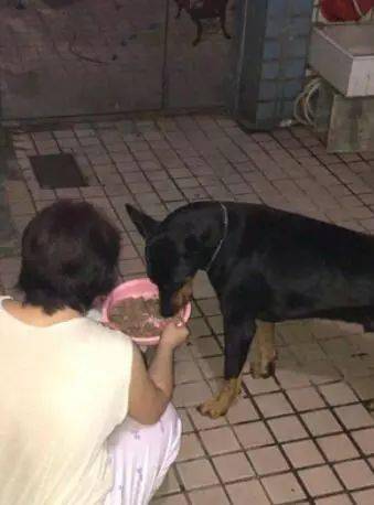 春節帶狗子去了奶奶家之後……想起了小時候的自己！！ 萌趣萌寵 第2张