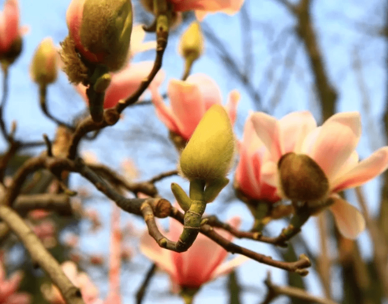 世界唯一！开花了！