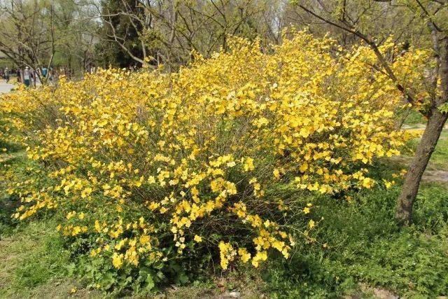 院子里种上这三种花木 年年早春开成花海 金盏花