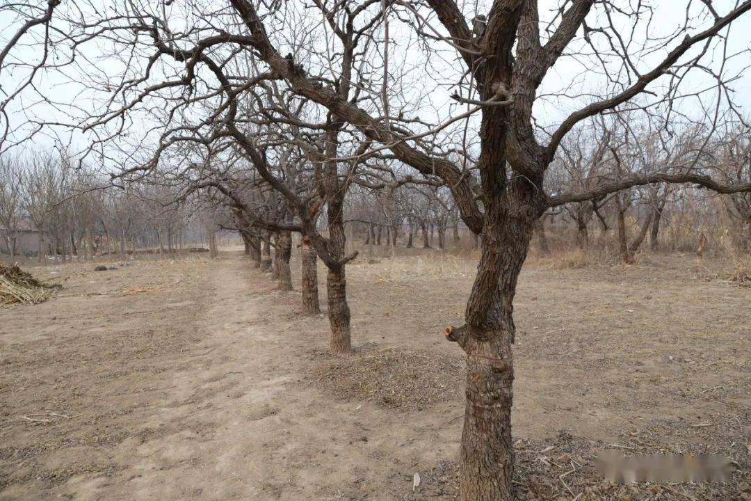 鹽山縣棗木疙瘩都是寶,每一棵老棗樹都是文化遺產_常莊鄉