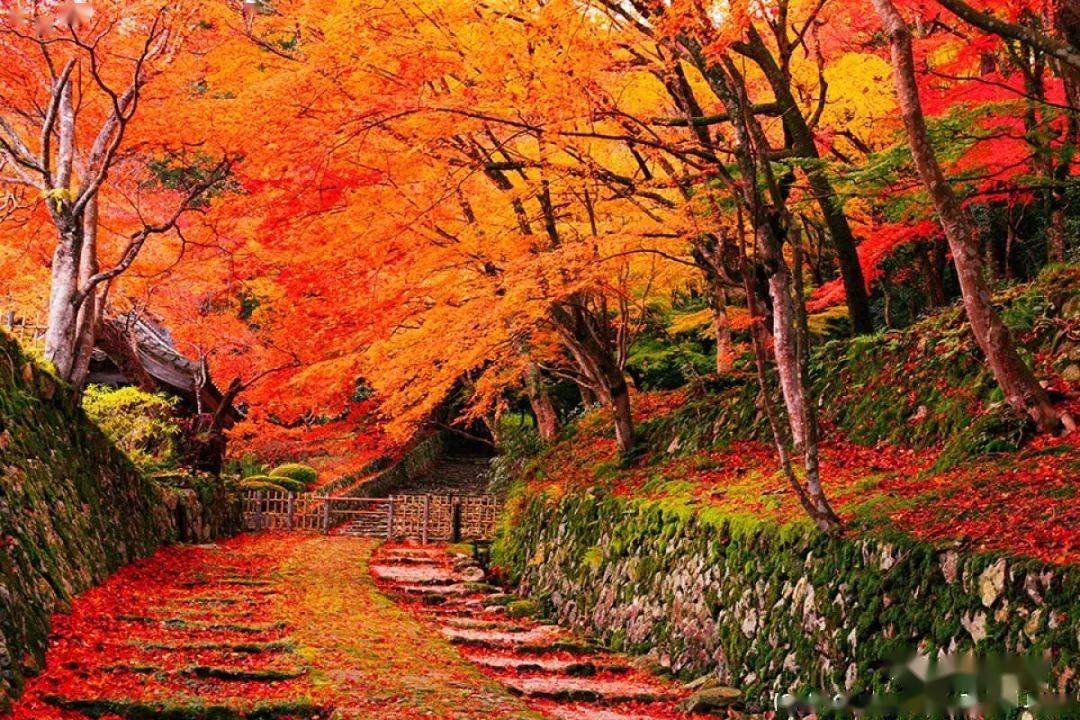 日本四季的传统文化节日 秋季 红叶