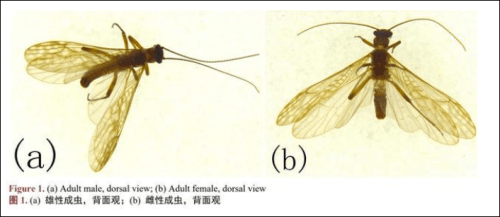 新物种以胡歌古天乐命名 作者回应质疑 论文