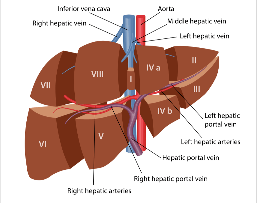 医生撰写的两篇里程碑意义的文章中得以推广,被认为是肝脏的解剖学