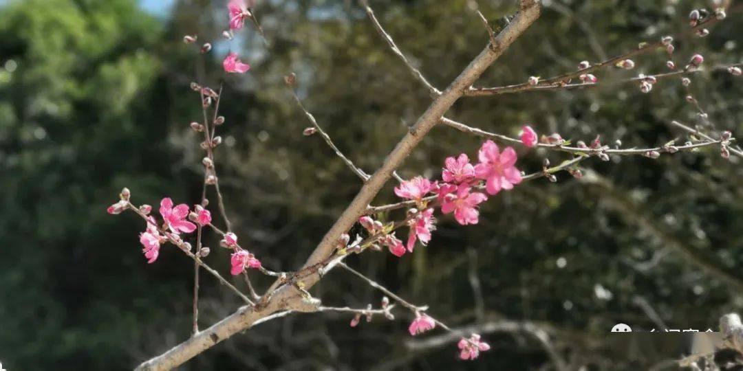 树上一个树下一个该子旁边女人猜成语(2)