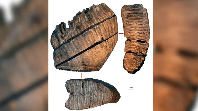 牙齿|世界最古老DNA！科学家从165万年前猛犸象牙齿中提取