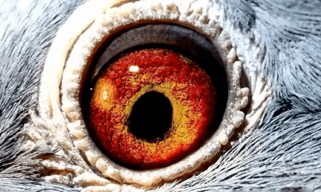 紫罗兰种鸽眼睛图片图片