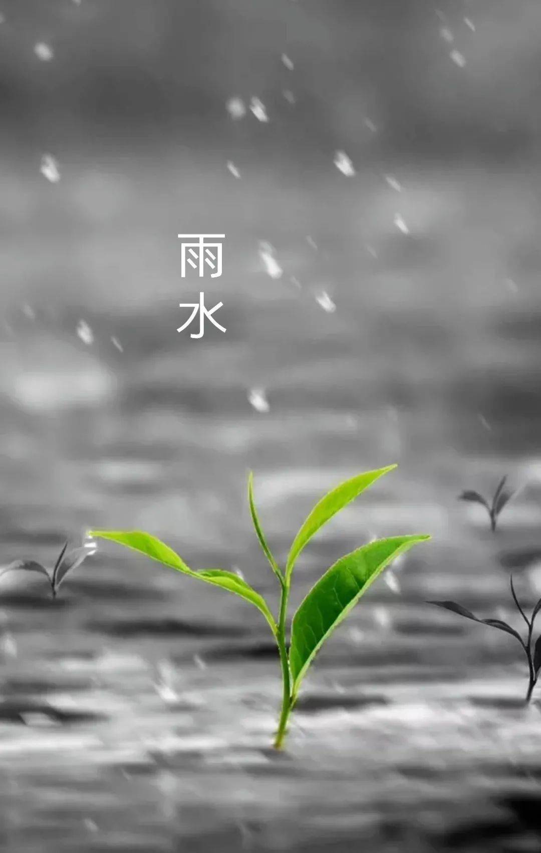 雨水春风化雨万物萌生