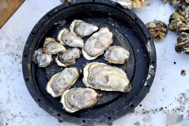 好吃不贵10元5斤,开春尝鲜"海鸡蛋"大量上市,多数人不愿买