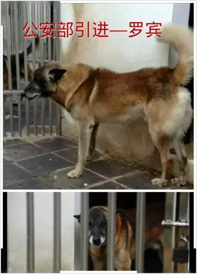 马犬曼菲斯介绍图片