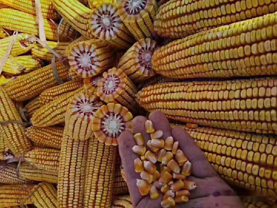 白轴产量高红轴更抗病白轴玉米和红轴玉米到底有啥差别今年种玉米怎么