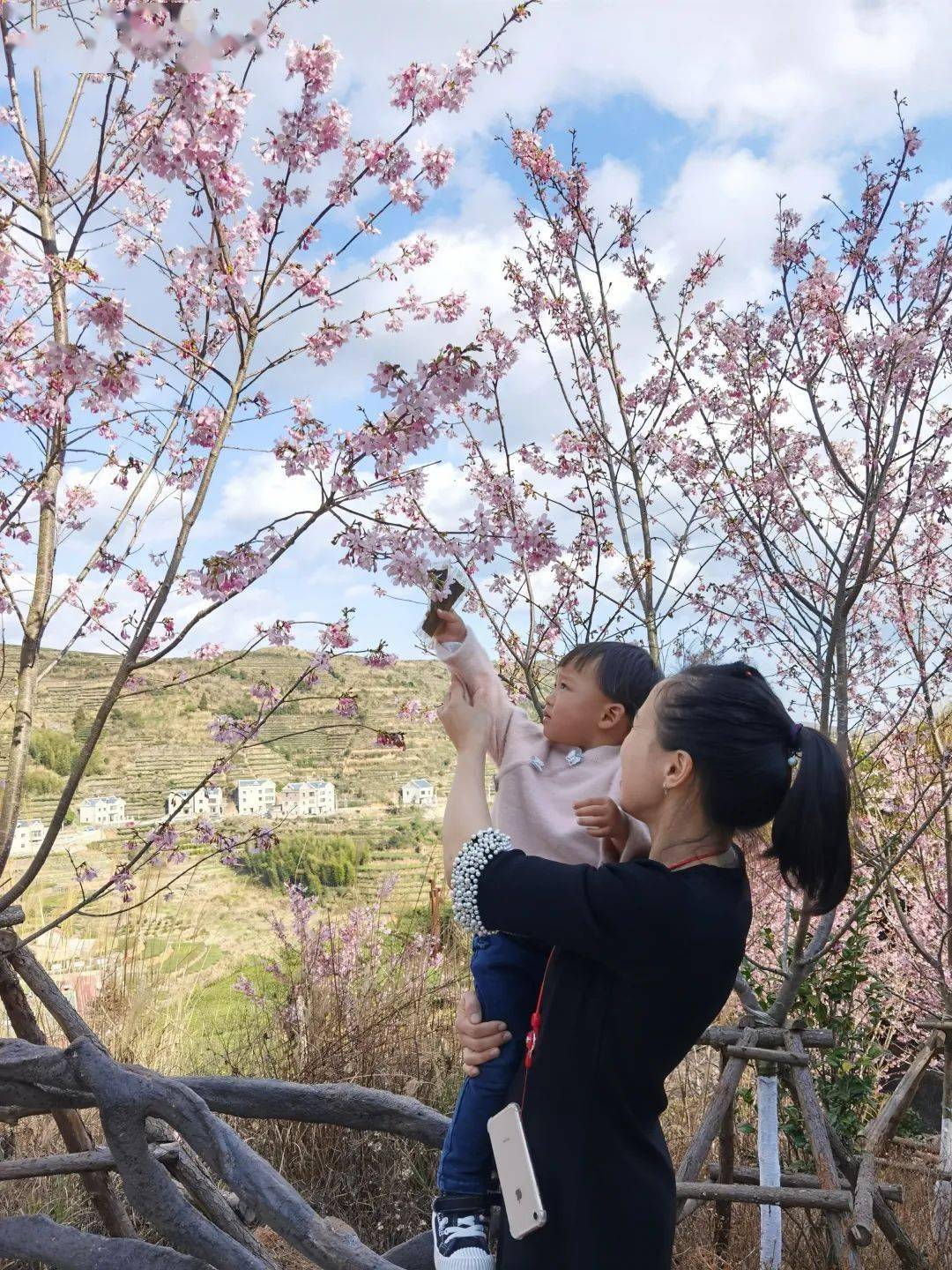 大坪乡隔壁村白交祠大片樱花迎风盛开花期有限粉色浪漫赶紧约起