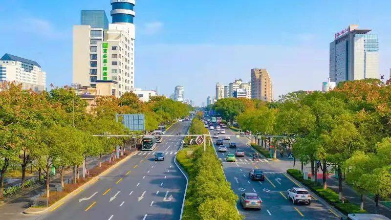 专家把脉这几条主干道绿化景观将大提升