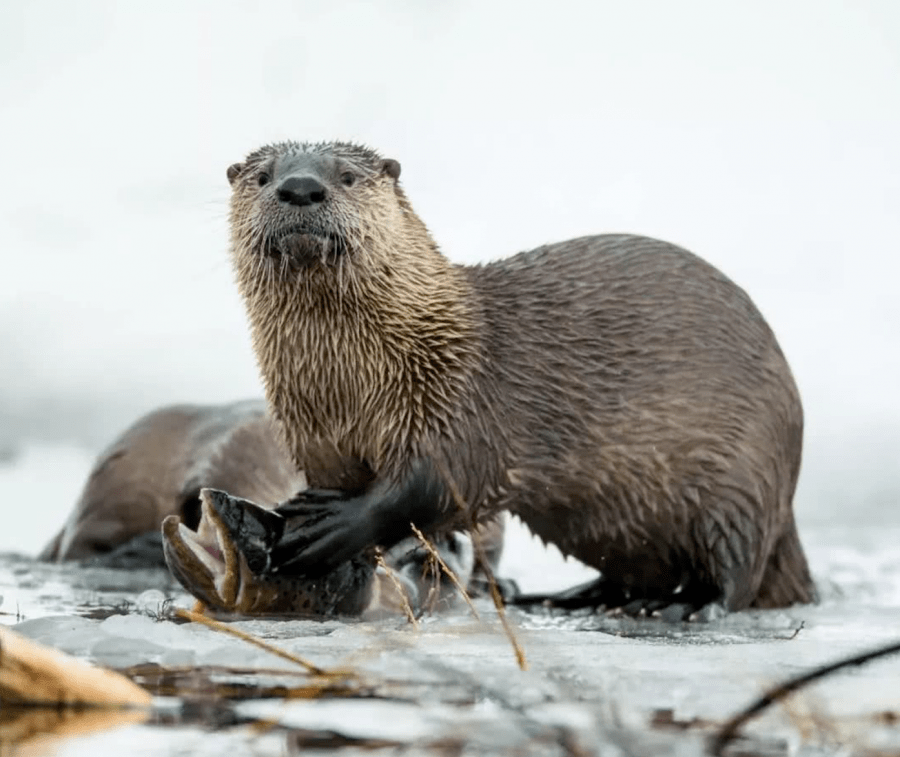 你看,水中之鱼,山中之豺,空中之鹰,它们与人间一样,都有一个共同的