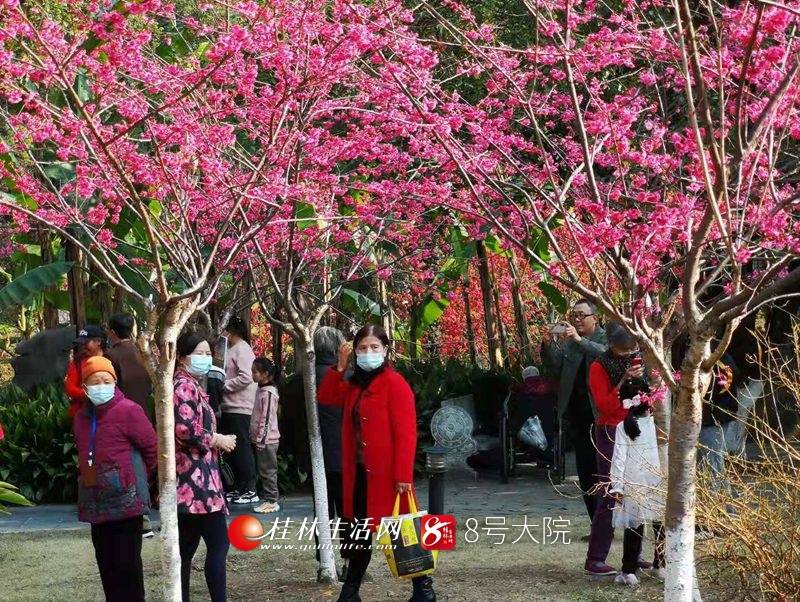 浪漫！桂林南溪公园樱花盛放美景如画，花瓣粉嫩娇羞，唯美至极！（图）