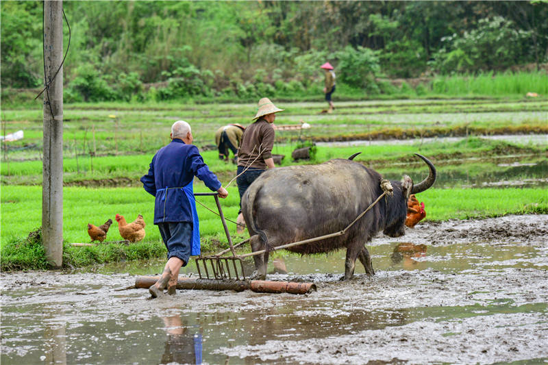 央广网桂林2月18日消息(记者骆秋妤 实习生张楠)耕地,犁田,负重,拉车