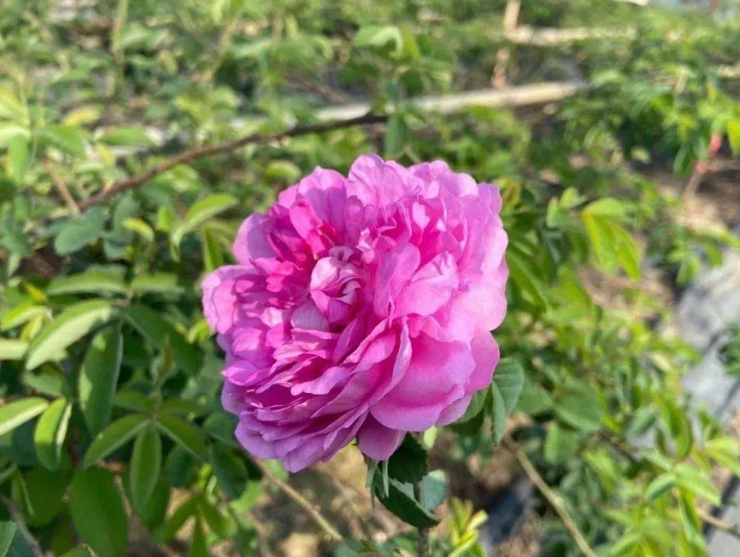 【开工大吉】荼薇花开,好事自然来!