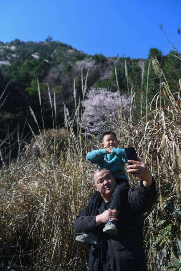 山乡野樱花开启乡村游